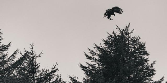В том числе сфотографировал краснокнижного белоплечего орлана.