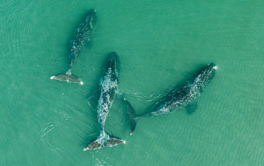 Фотограф рассказал, как искал китов на Шантарских островах