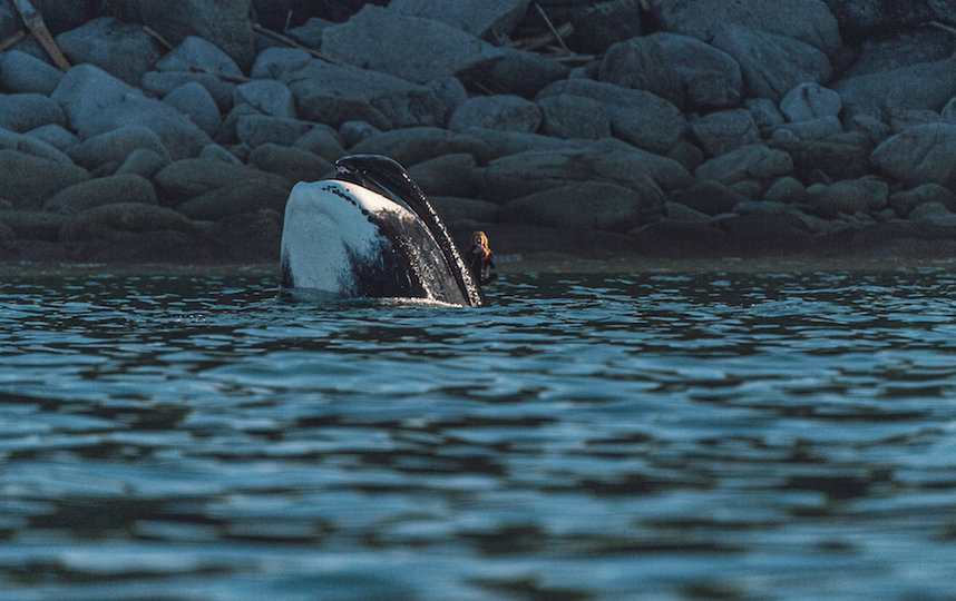 Киты на Шантарах не обращают особого внимания на людей, поэтому к ним можно приблизиться. Фото Кирилл Умрихин