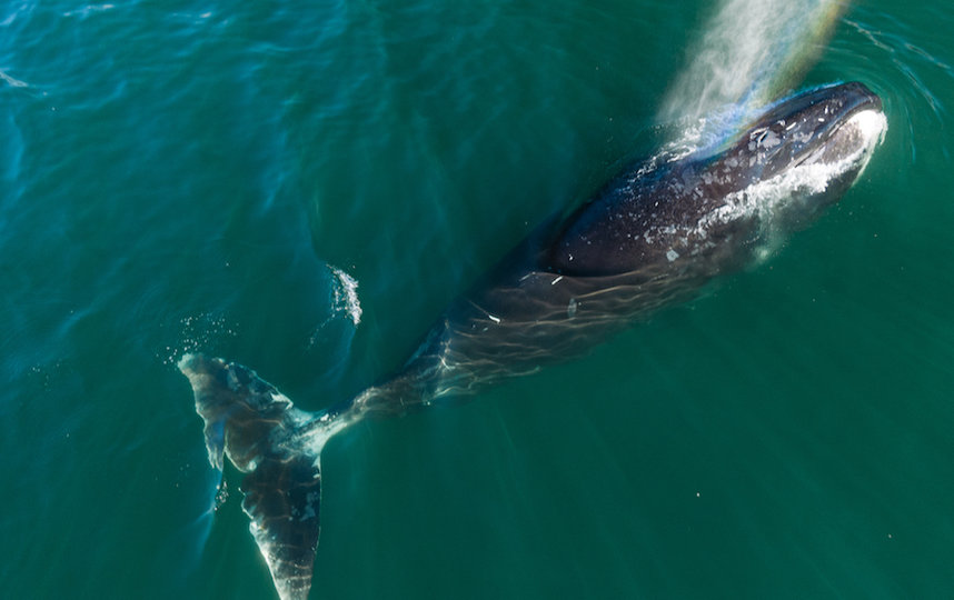 Кирилл сфотографировал гренландских китов. Фото Кирилл Умрихин