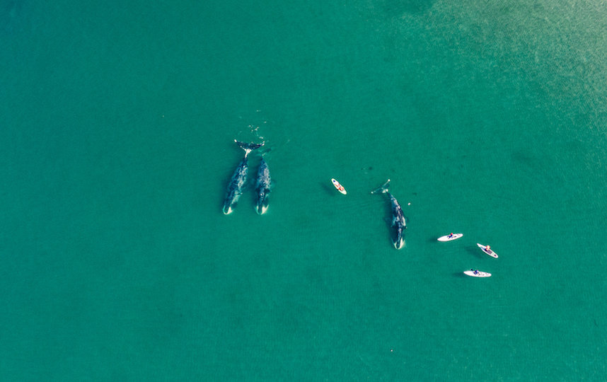 Кирилл сфотографировал гренландских китов. Фото Кирилл Умрихин