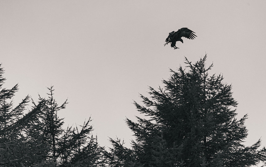 В том числе сфотографировал краснокнижного белоплечего орлана. Фото Кирилл Умрихин