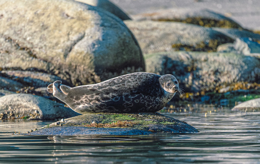 По словам Кирилла, нерпы на Шантарах очень пугливые, поэтому он осторожно подплывал к ним, лёжа на доске для сапсёрфинга. Фото Кирилл Умрихин