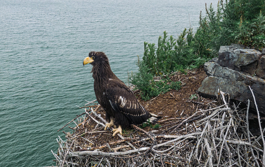 Фотограф также сделал много снимков птиц. Фото Кирилл Умрихин