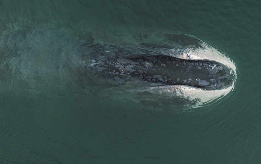 Киты на Шантарах не обращают особого внимания на людей, поэтому к ним можно приблизиться. Фото Кирилл Умрихин