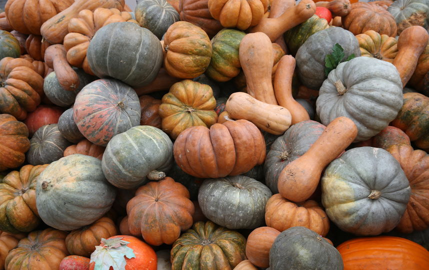 Все три вида тыкв. Фото Василий Кузьмичёнок