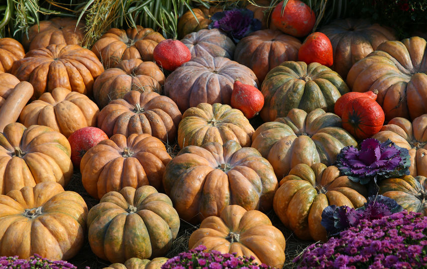 Крупноплодные тыквы. Фото Василий Кузьмичёнок