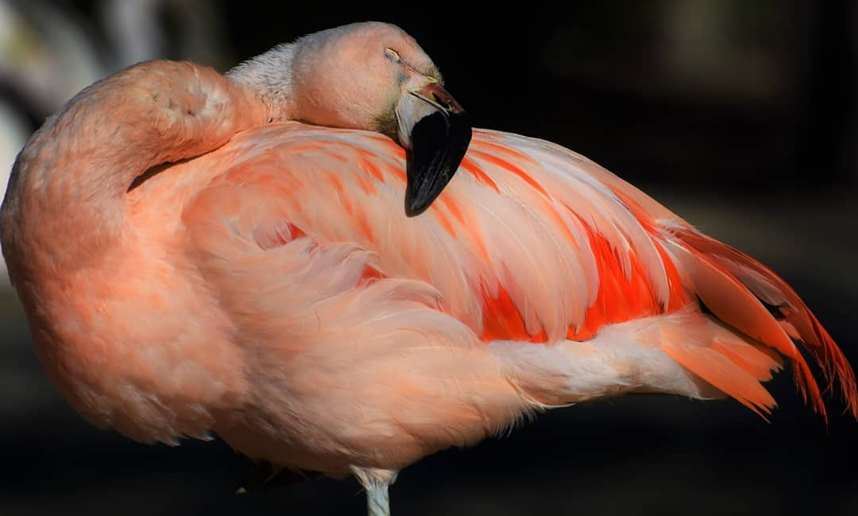 Фламинго спят стоя. Фото instagram.com/sahnepfoetchen8
