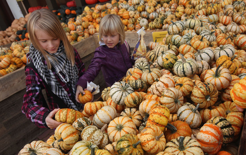 Тыквы. Фото Getty