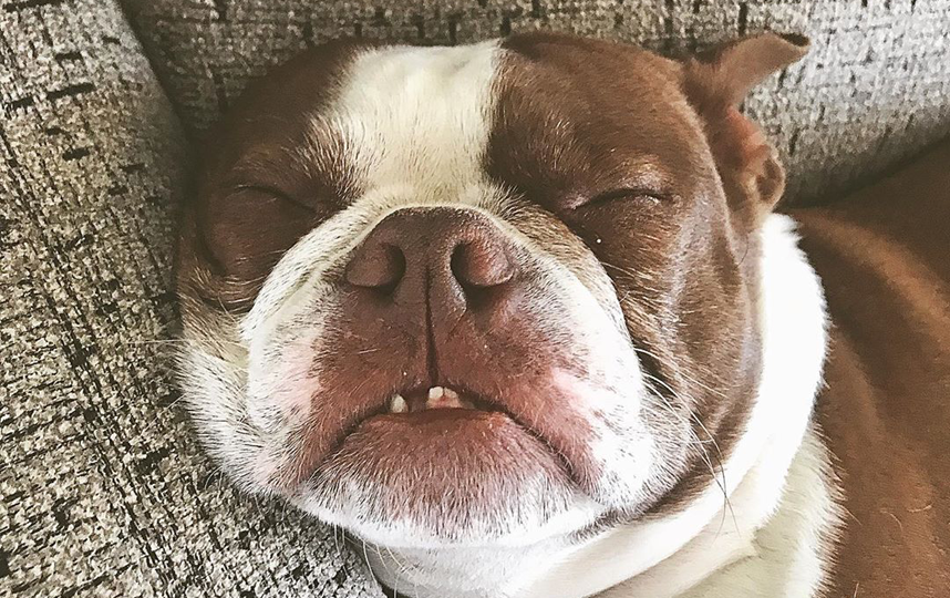 Собаки умеют спать красиво. Фото instagram.com/bean_bean_the_magical_fruit_