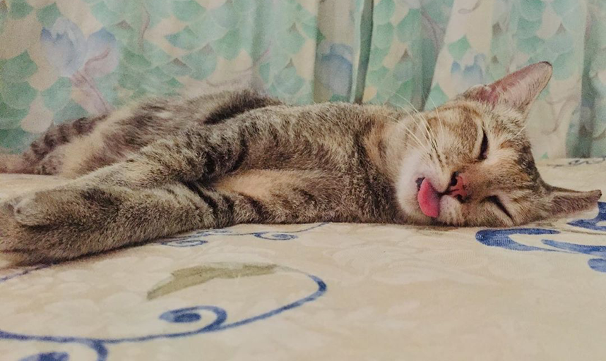 Все любят котиков. Фото instagram.com/n.o.y.i.n