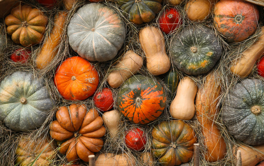 Все три вида тыкв. Фото Василий Кузьмичёнок