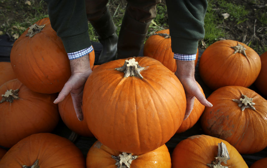Твёодокорая тыква. Фото Getty