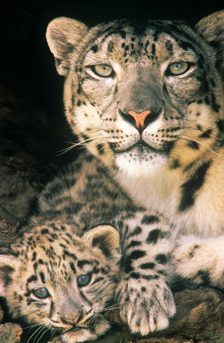 Самка снежного барса и ее детеныш. Обычно барсиха рождает от 1 до 4-х котят, которые остаются с мамой на протяжении 18, а то и 22 месяцев. Фото David Lawson / WWF-UK