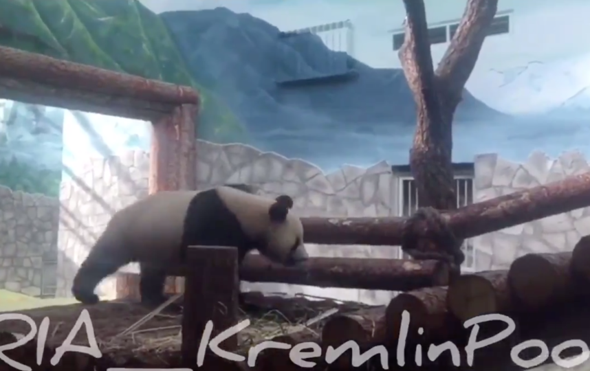 Милое видео с пандами из Китая, которых подарили Московскому зоопарку, покоряет Сеть