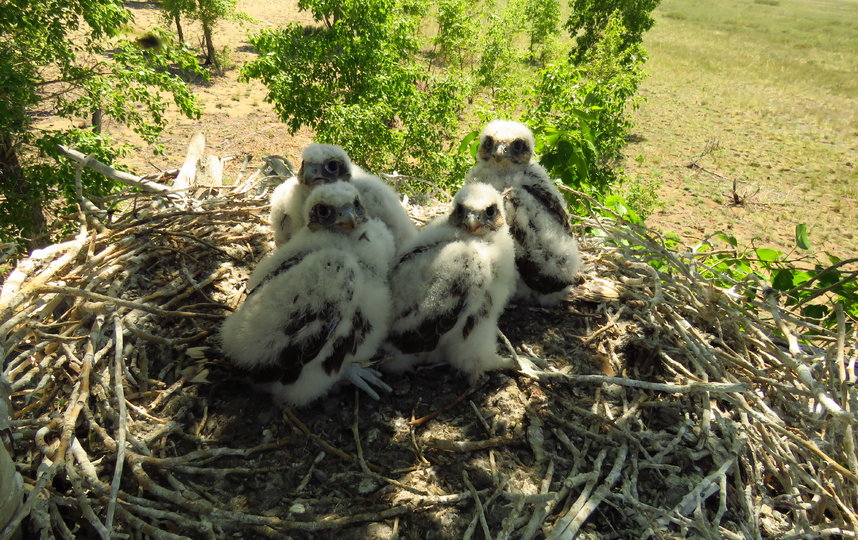Знакомьтесь – это семья соколов-балобанов. Столетие назад балобаны населяли все степные и лесостепные территории от Европы до Китая. С начала XXI века численность этих птиц стала резко уменьшаться. Теперь они обитают небольшими разрозненными популяциями. Так произошло, потому что в арабских странах возродилась страсть к соколиной охоте. Арабские богачи приручают балобанов и выпускают их на охоту: одна птица может прокормить утками, гусями и фазанами целый поселок. Фото Александр Куксин