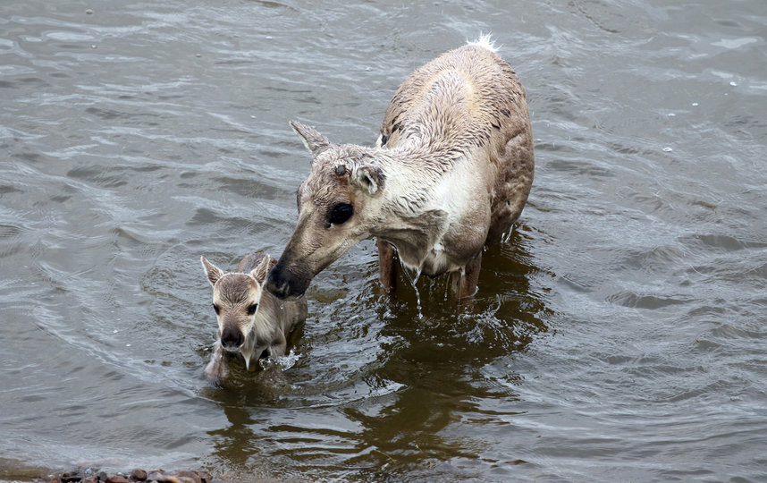 В течение года стада дикого северного оленя проходят более 3 000 км. Инстинкт миграции выработан тысячелетиями переходов. Сейчас этот процесс сильно подвержен угрозам, возникающим из-за климатических изменений. Раннее вскрытие рек приводит к тому, что олени не успевают добраться до обычных мест отела, и роды происходят на берегу перед переправой. Новорожденным телятам приходится переплывать реку. Многие из них тонут или гибнут из-за переохлаждения. Фото Михаил Бондарь
