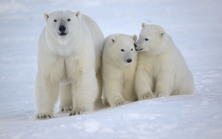Самка белого медведя с медвежатами. Впервые медведица рождает одного детёныша в пяти-шестилетнем возрасте, в последующем у неё, скорее всего, рождается по два медвежонка один раз в три года. Самки, имеющие маленьких медвежат, стараются не попадаться на глаза крупным самцам, которые, будучи голодными, охотятся на детёнышей. Если же встречи не избежать, медведица будет отчаянно защищать своих малышей. Фото Максим Дёминов / WWF России