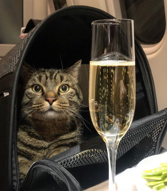 Михаил Галин и кот Виктор. Фото  Михаил Галин | скриншот https://www.facebook.com/mikhail.galin.7