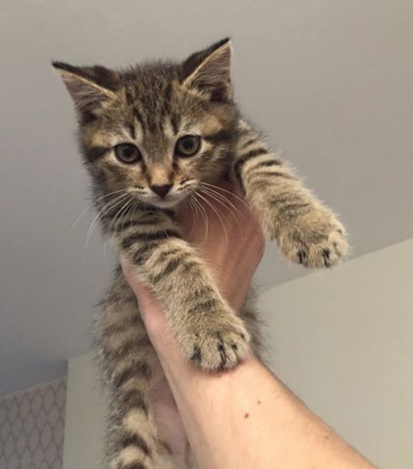 Молодой кот Виктор. Фото  Михаил Галин | скриншот https://www.facebook.com/mikhail.galin.7