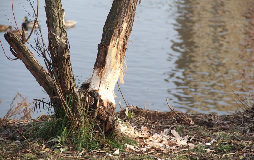 Бобры и берега реки после старта работ по благоустройству. Фото Владимир Малёшин, Министерство экологии и природопользования Московской области