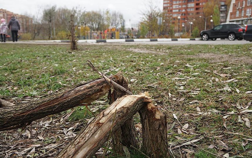 Бобры и берега реки после старта работ по благоустройству. Фото Владимир Малёшин, Министерство экологии и природопользования Московской области