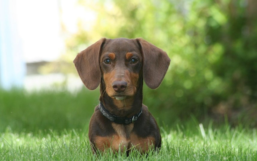 В РКФ назвали ТОП-10 пород, подходящих для городского жителя. Фото pixabay.com, архивное