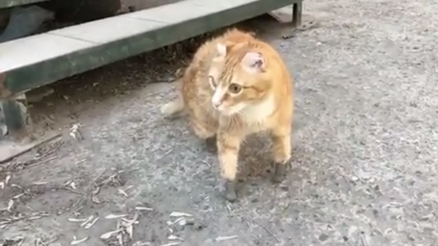 Кот Рыжик. Фото Скриншот видео Instagram/vetklinikabest