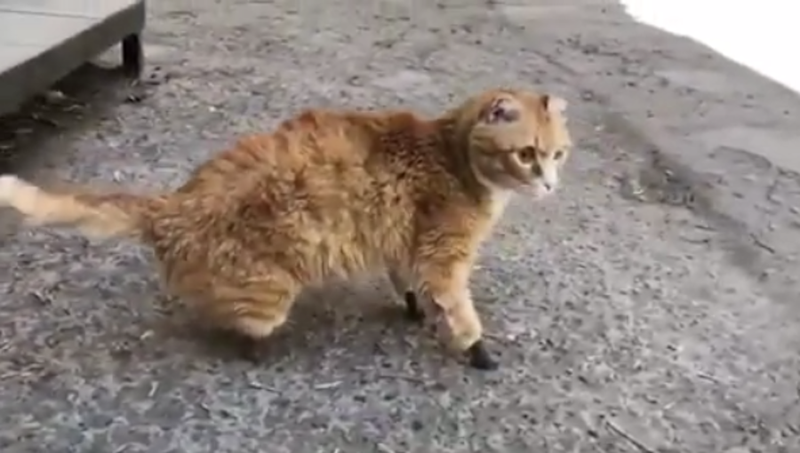 Кот Рыжик. Фото Скриншот видео Instagram/vetklinikabest
