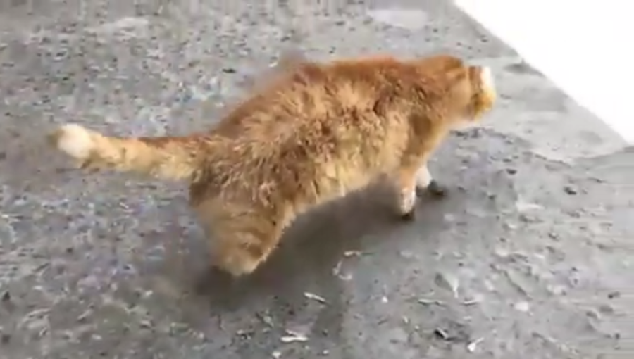 Кот Рыжик. Фото Скриншот видео Instagram/vetklinikabest