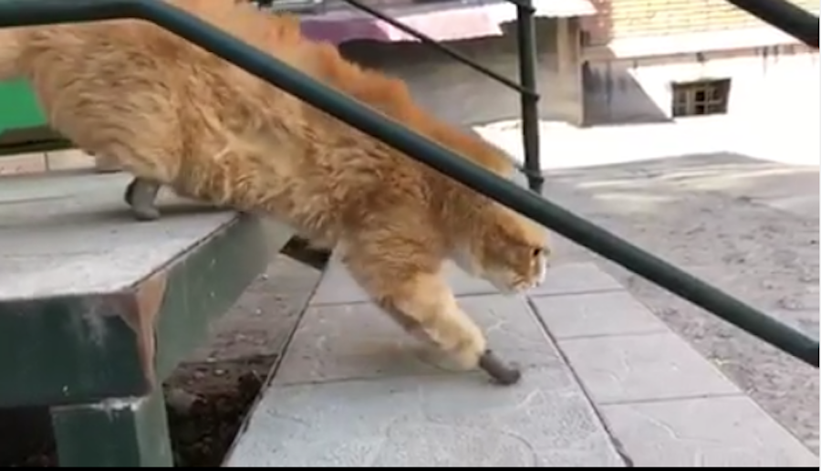 Кот Рыжик. Фото Скриншот видео Instagram/vetklinikabest