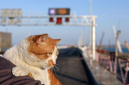 Кот Мостик первым пробежал по Крымскому мосту