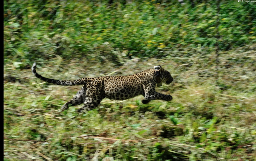 Теперь он стал по-настоящему диким и свободным. Фото Сергей Трепет, WWF России