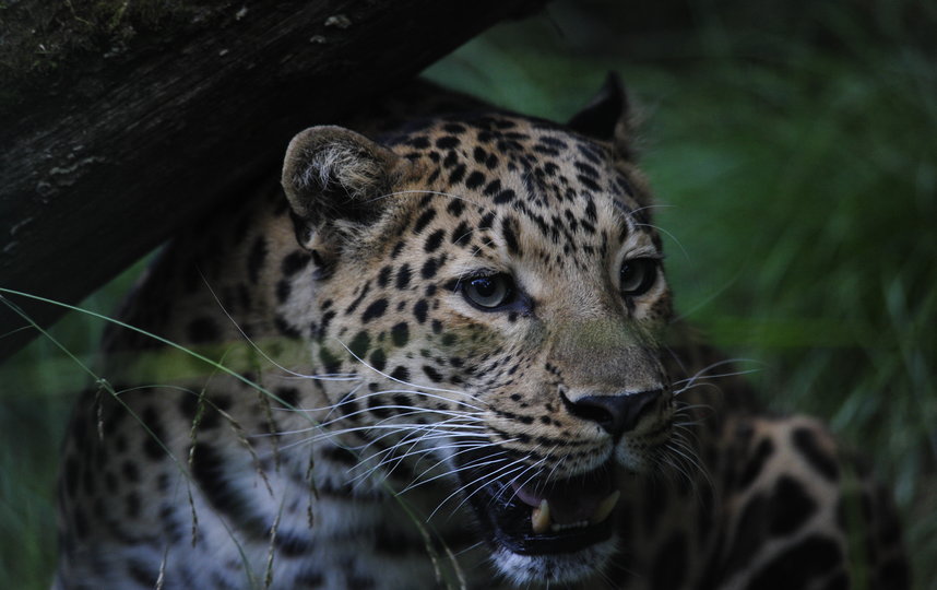 Леопарды попадают в Центр восстановления из зоопарков других стран. Фото WWF России