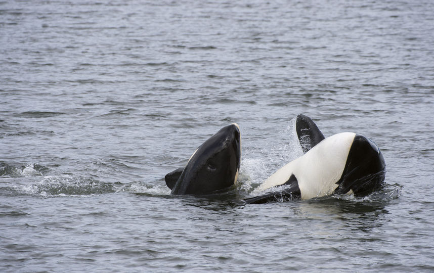 Косатки. Фото Getty