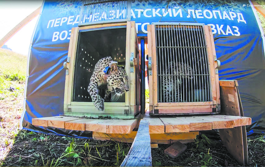 Редкая кошка впервые выходит в свой новый дом – Кавказский заповедник. Фото WWF России