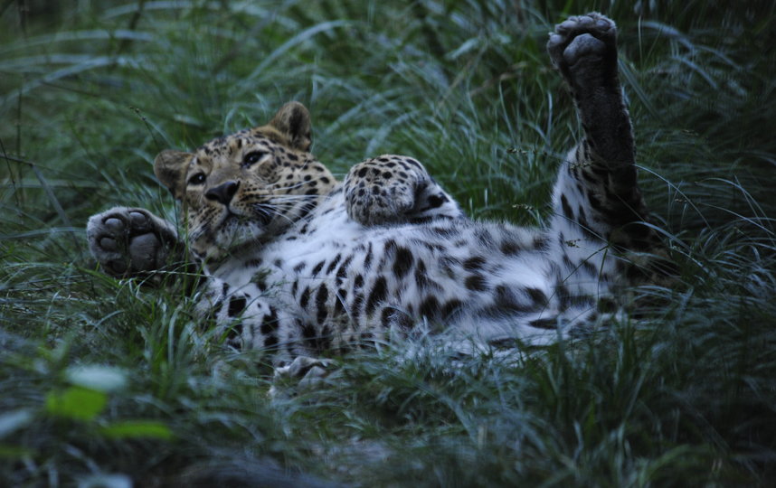Леопарды попадают в Центр восстановления из зоопарков других стран. Фото WWF России