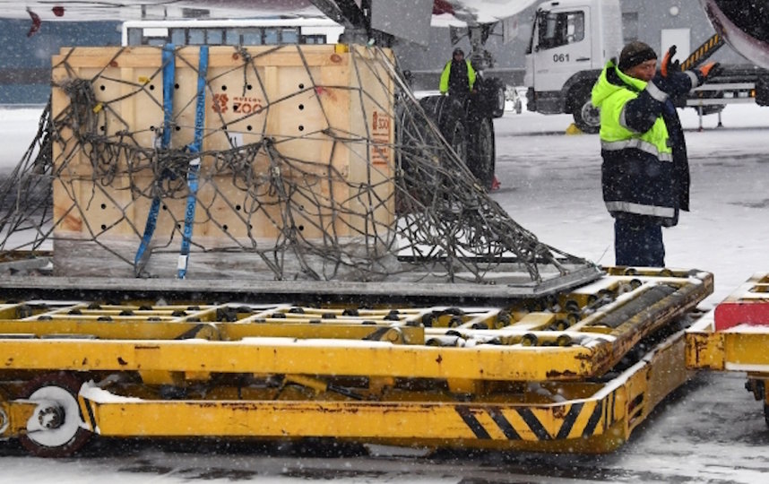Дальневосточного леопарда по кличке Эльбрус доставили в Москву. Фото РИА Новости