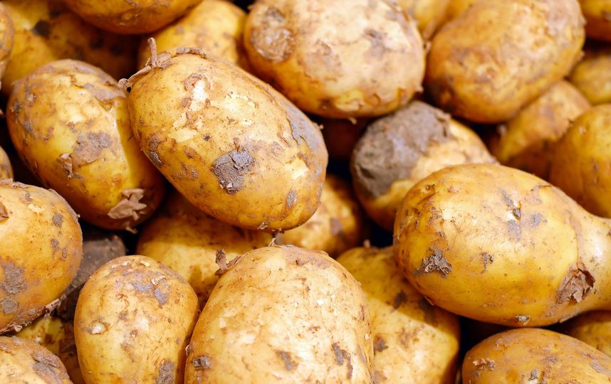 Чаще всего превышение количества нитратов содержится именно в раннем картофеле, причём больше всего их в кожуре. Фото Pixabay