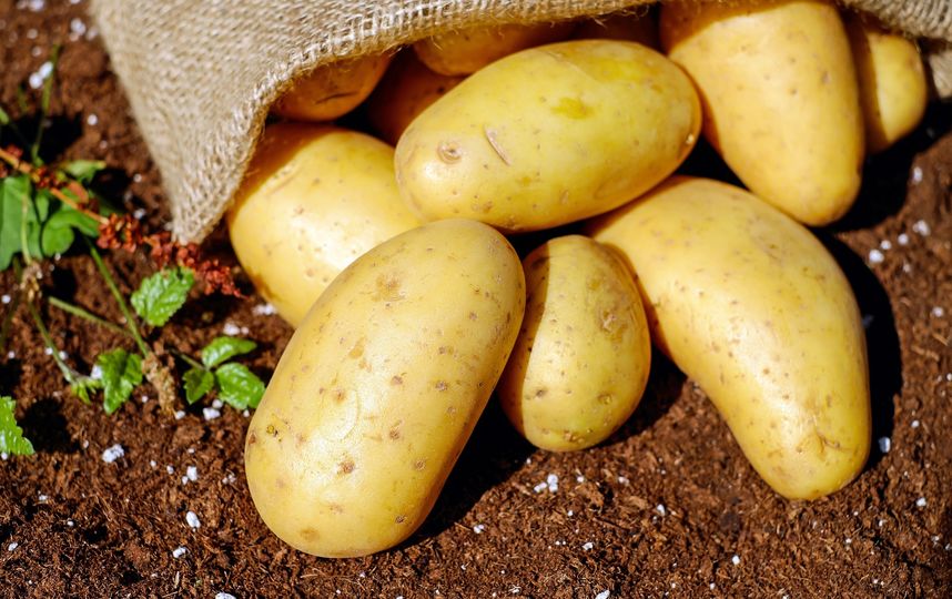 Чаще всего превышение количества нитратов содержится именно в раннем картофеле, причём больше всего их в кожуре. Фото Pixabay