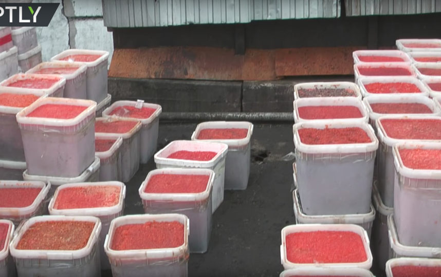 Кадры утилизации икры. Фото RT на русском