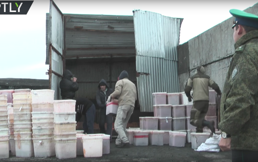 На Камчатке уничтожили икру стоимостью 70 млн рублей – видео