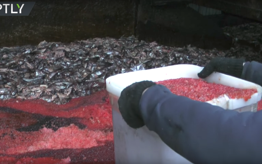 Кадры утилизации икры. Фото RT на русском