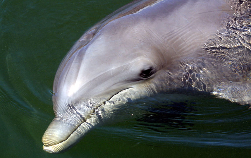 На берег Феодосии выбросило мёртвого дельфина с привязанным куском бетона