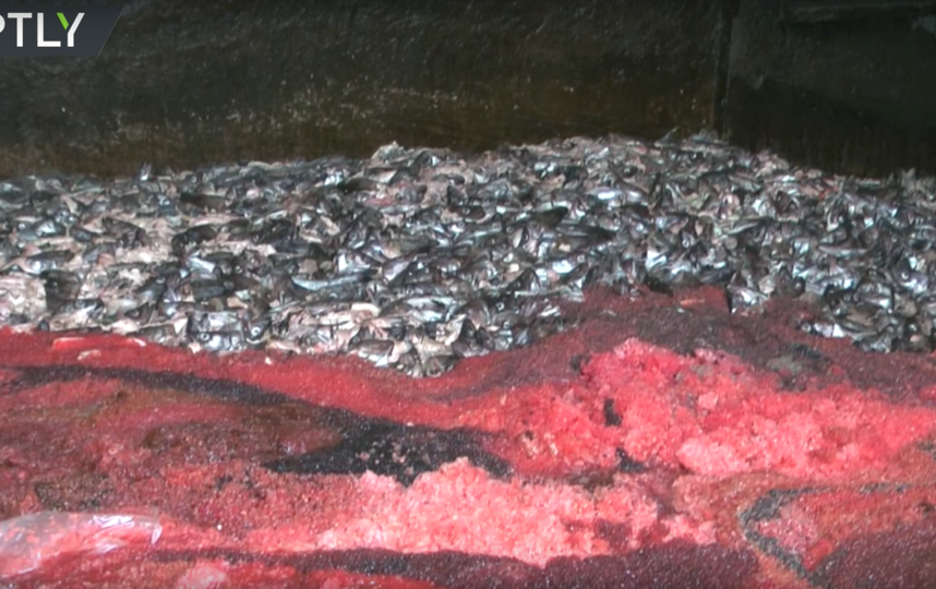Кадры утилизации икры. Фото RT на русском