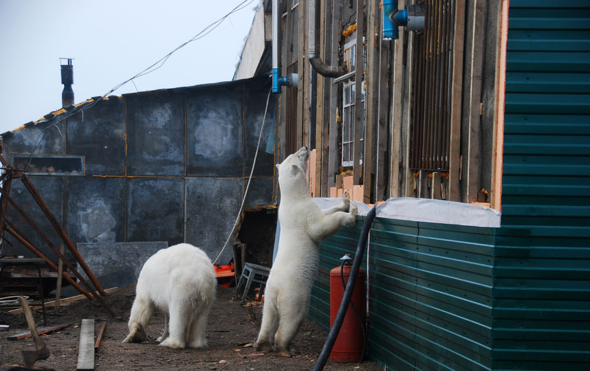 Операция "Весенний след" по защите медведей от людей стартует на Чукотке