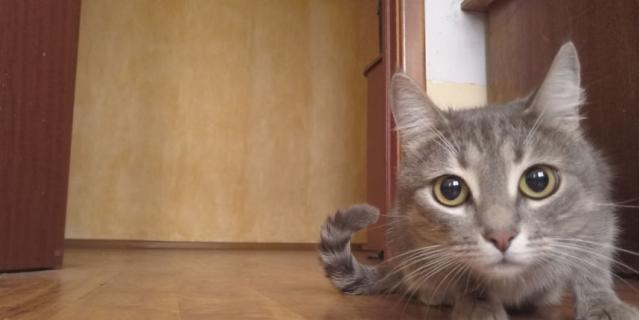 Приложение позволило пообщаться с животными на их языке.