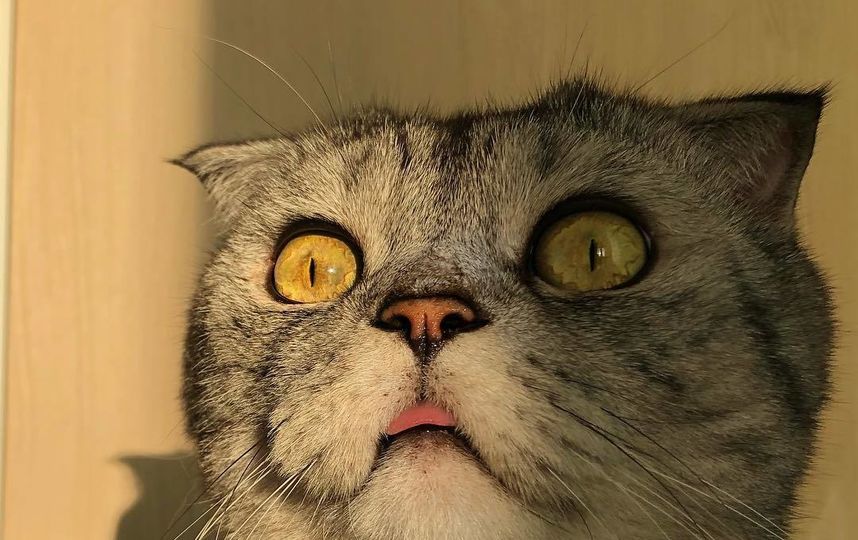 Кот Ники. Фото Скриншот Instagram/famousniki