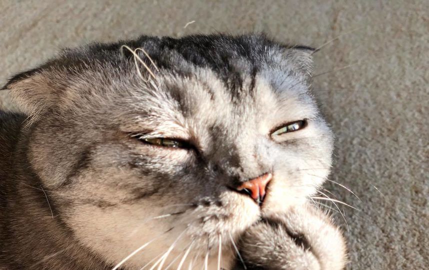 Кот Ники. Фото Скриншот Instagram/famousniki