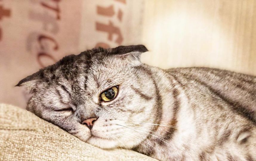 Кот Ники. Фото Скриншот Instagram/famousniki